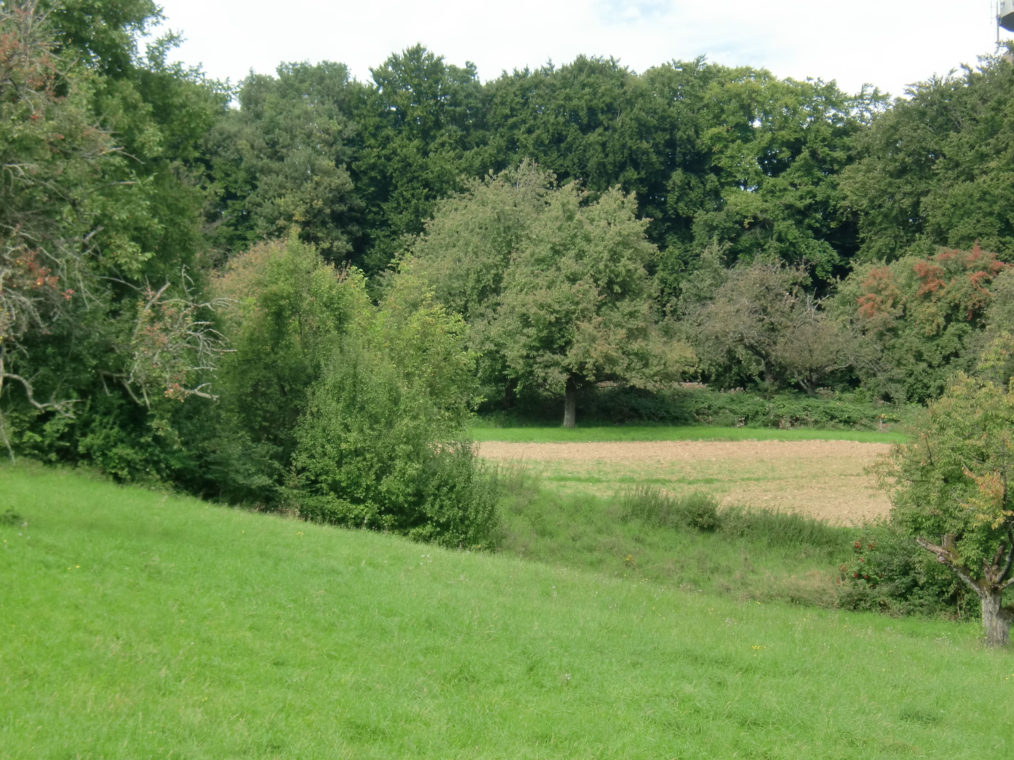 A grassy field with trees and a clear sky.