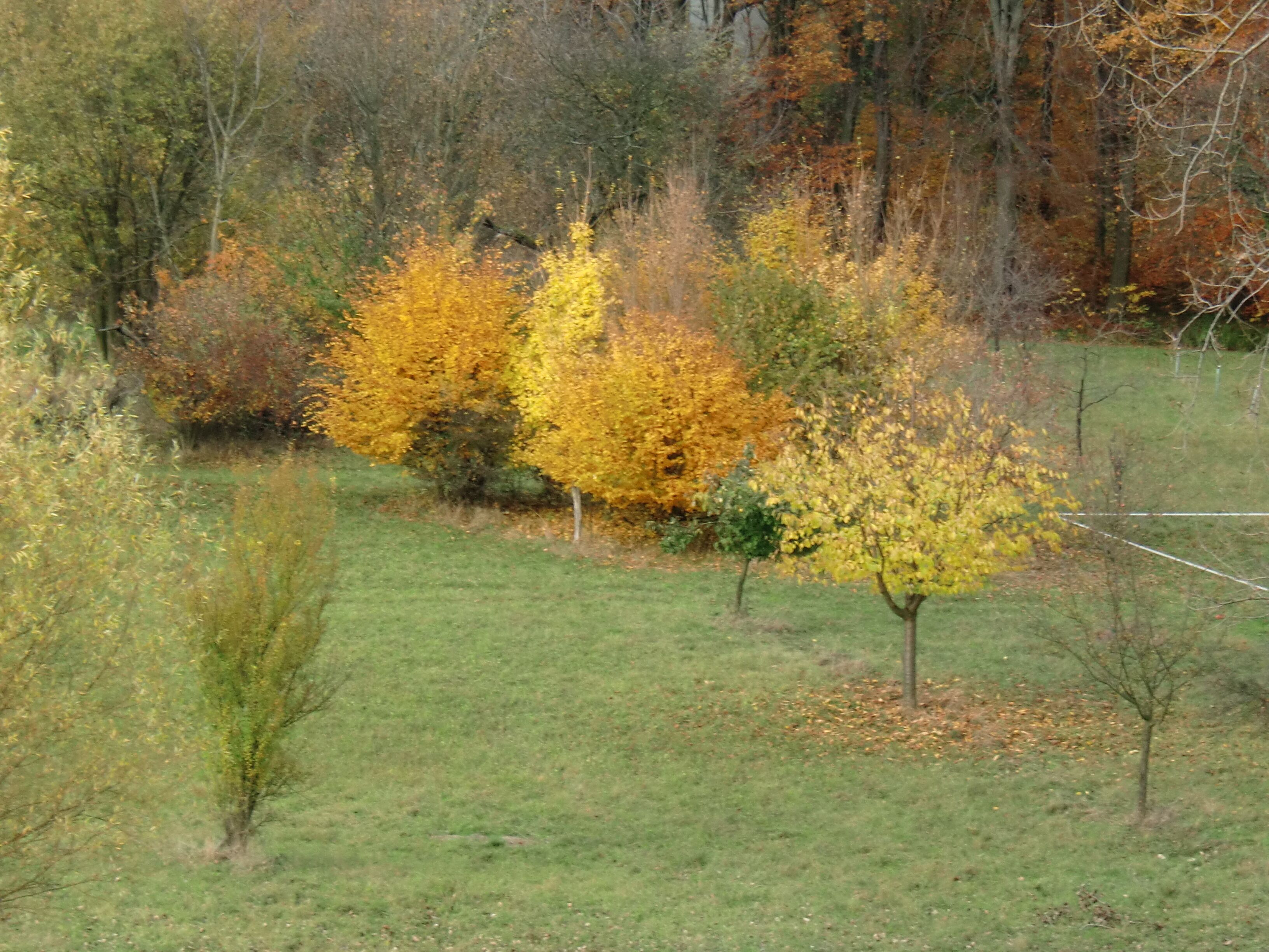 Un campo cubierto de hierba con árboles mostrando el follaje otoñal.