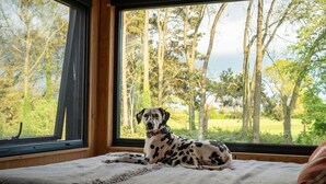 A dog lying on a bed by a window with a view of trees. - Eco Off-Grid Hideaway with Scenic Walks (Tarporley)
