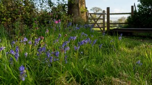 A grassy area with wildflowers and a wooden fence. - Eco Off-Grid Hideaway with Scenic Walks (Tarporley)