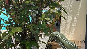 Uma área à beira da piscina com um banco de madeira, uma planta e um toldo azul.