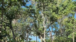 Ein hölzerner Weg, umgeben von üppiger Vegetation und Bäumen.