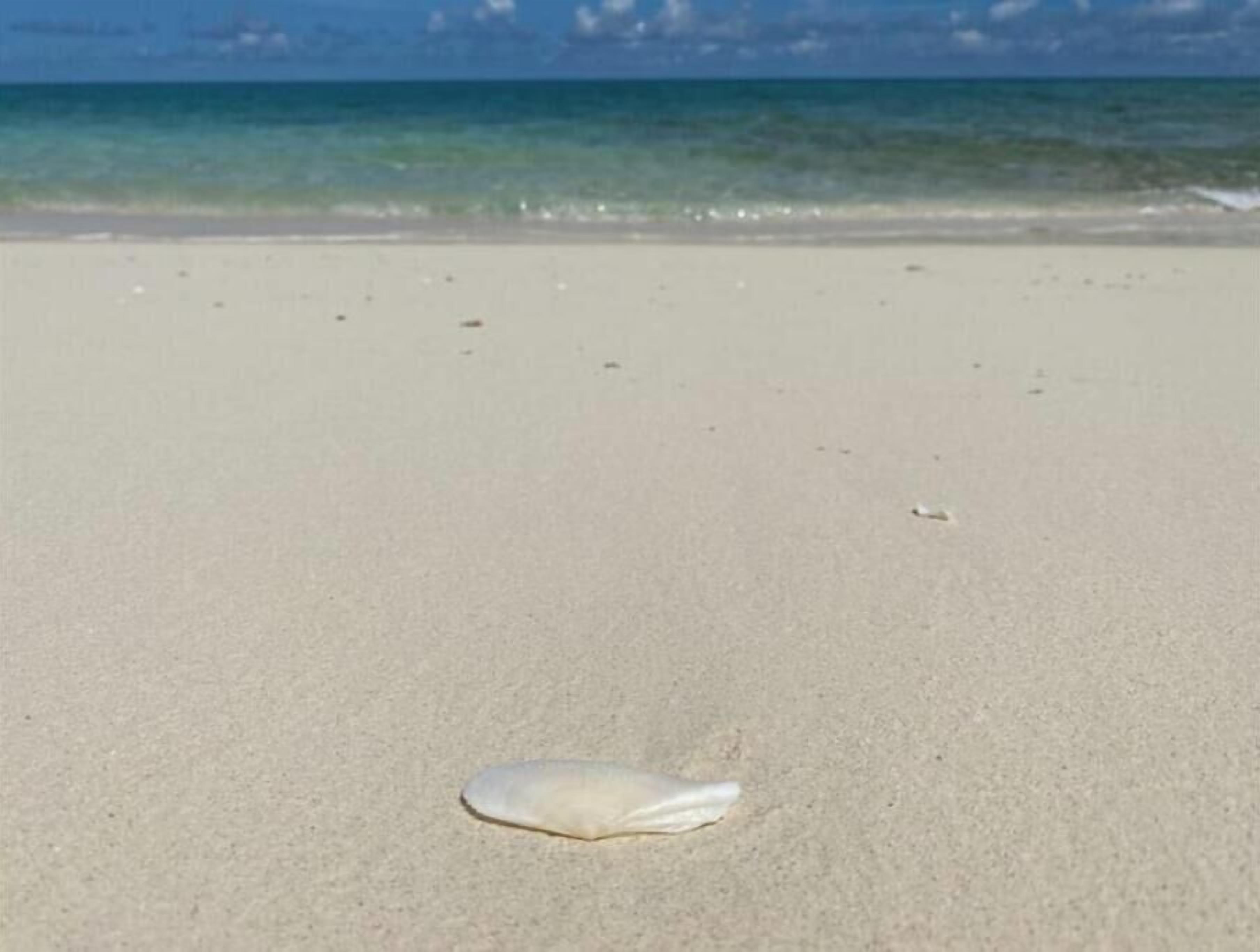 A beach with a single shell on the sand.