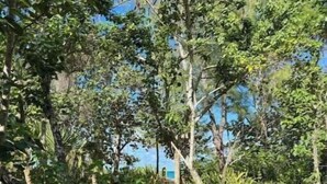 A wooden pathway surrounded by dense foliage leading to a building. - New 1bd Gated Pool Beach and Gym access (Nassau)