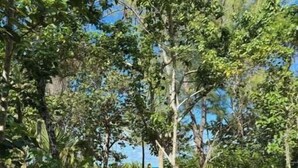 A concrete pathway with wooden posts, surrounded by dense foliage and trees. - New luxury 1bd - Gated - Pool,  Beach and Gym access - Quiet and Relaxing (Nassau)