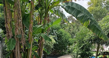 Urban Holiday Home with Tree-Filled Garden