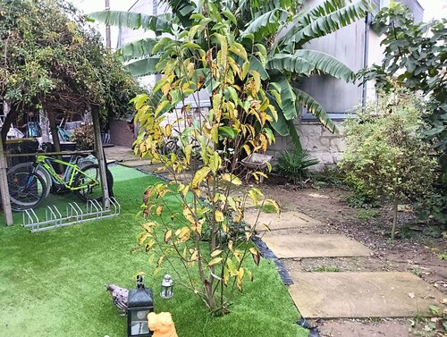 Urban Holiday Home with Tree-Filled Garden