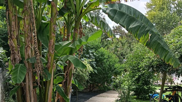 Un sentiero in legno che si snoda attraverso un giardino con palme da banana e una bicicletta parcheggiata a lato.
