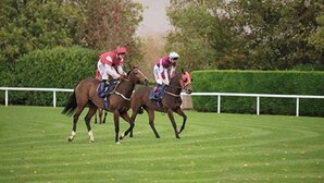 Two horses and jockeys in a race.