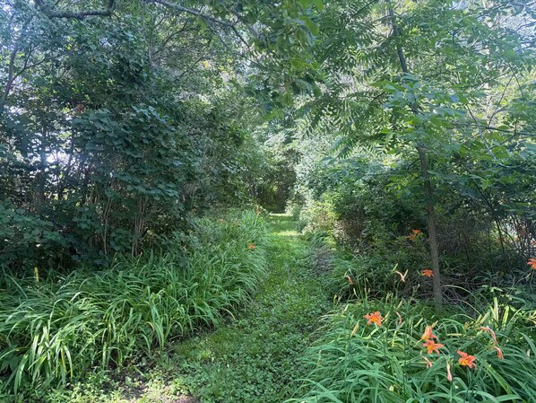 Un giardino con vegetazione rigogliosa e diverse piante.