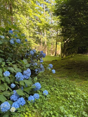 Property grounds - 7 Acre Mountain Retreat in Cashiers with Whiteside Views - 10 min to Crossroads (Cashiers)