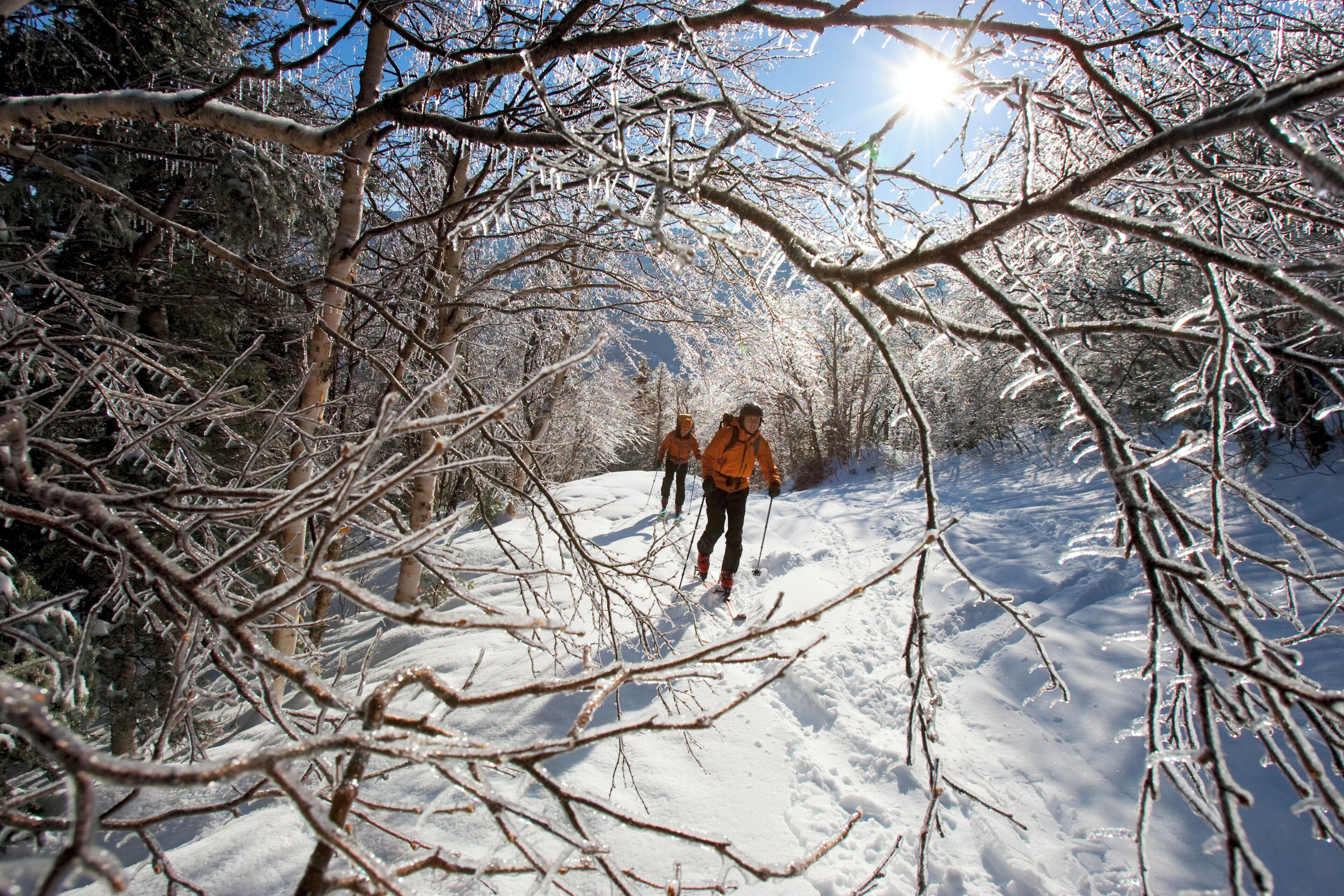 A snowy path with bare trees and a clear sky.
