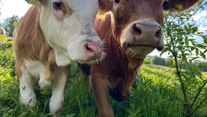 Two cows in a grassy field with a clear sky. - Wandlhof vacation apartment (Niederösterreich)
