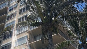 A multi-story building with balconies and a palm tree in front.