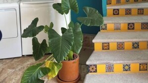 A staircase with yellow and white tiles, a white column, and a potted plant in a tiled area.