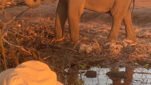 An elephant standing in a natural setting with trees and a water body in the background. - Chobe Oasis Guest House (Kasane)