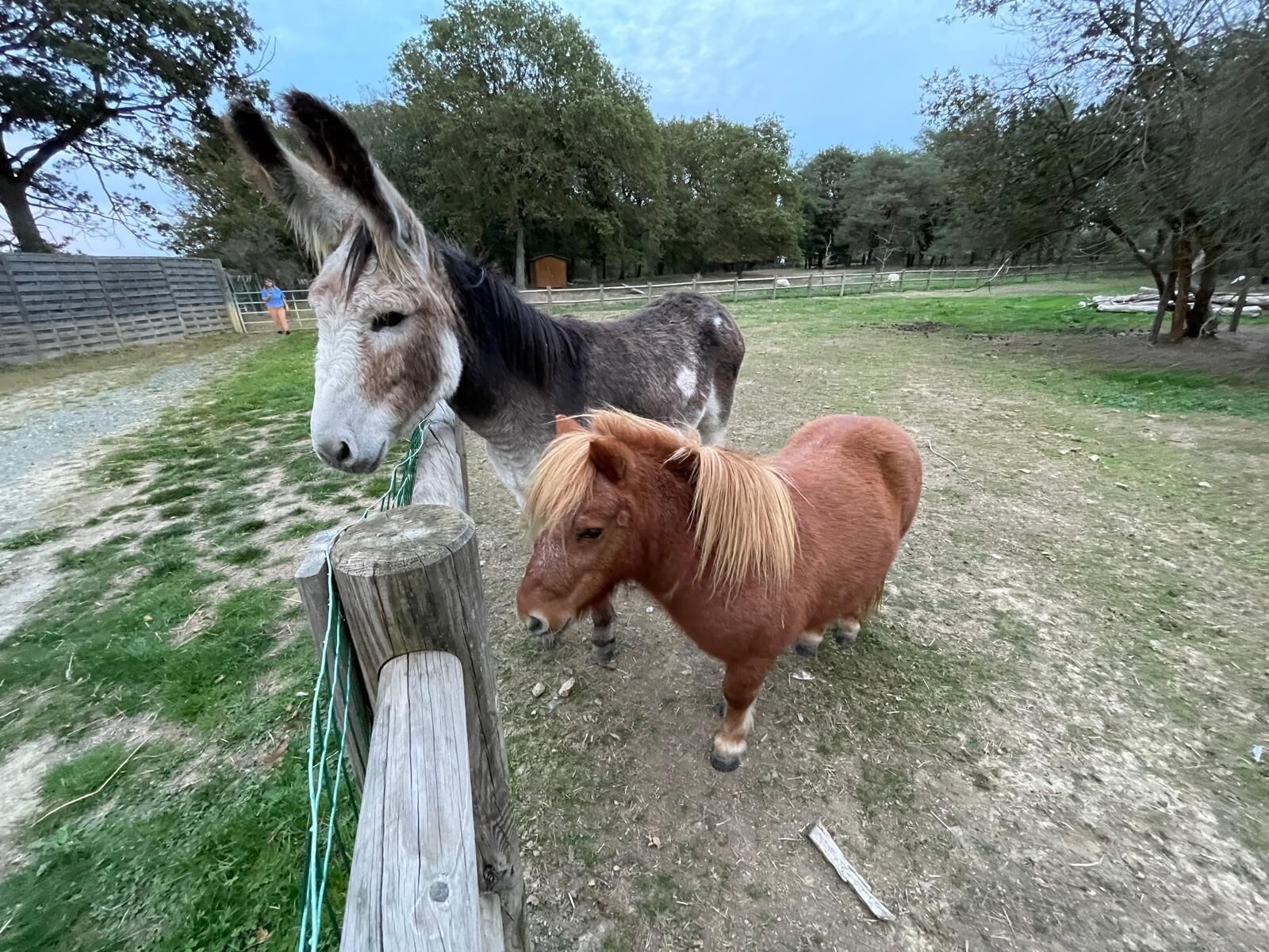Ein Esel und ein Pony in einem von Zäunen umgebenen Freigelände mit Bäumen und Holzzaun.