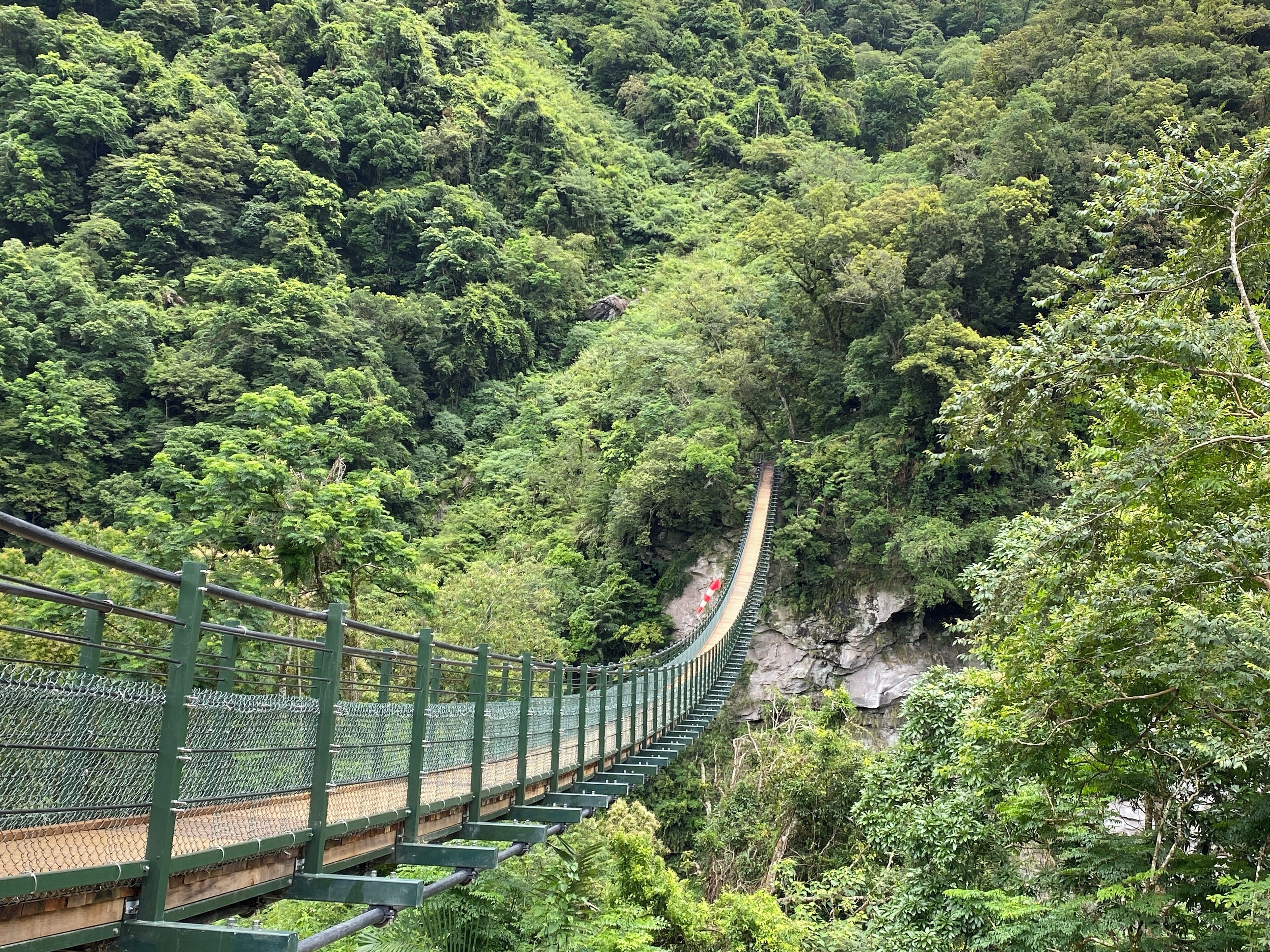 A suspension bridge in a lush forest.