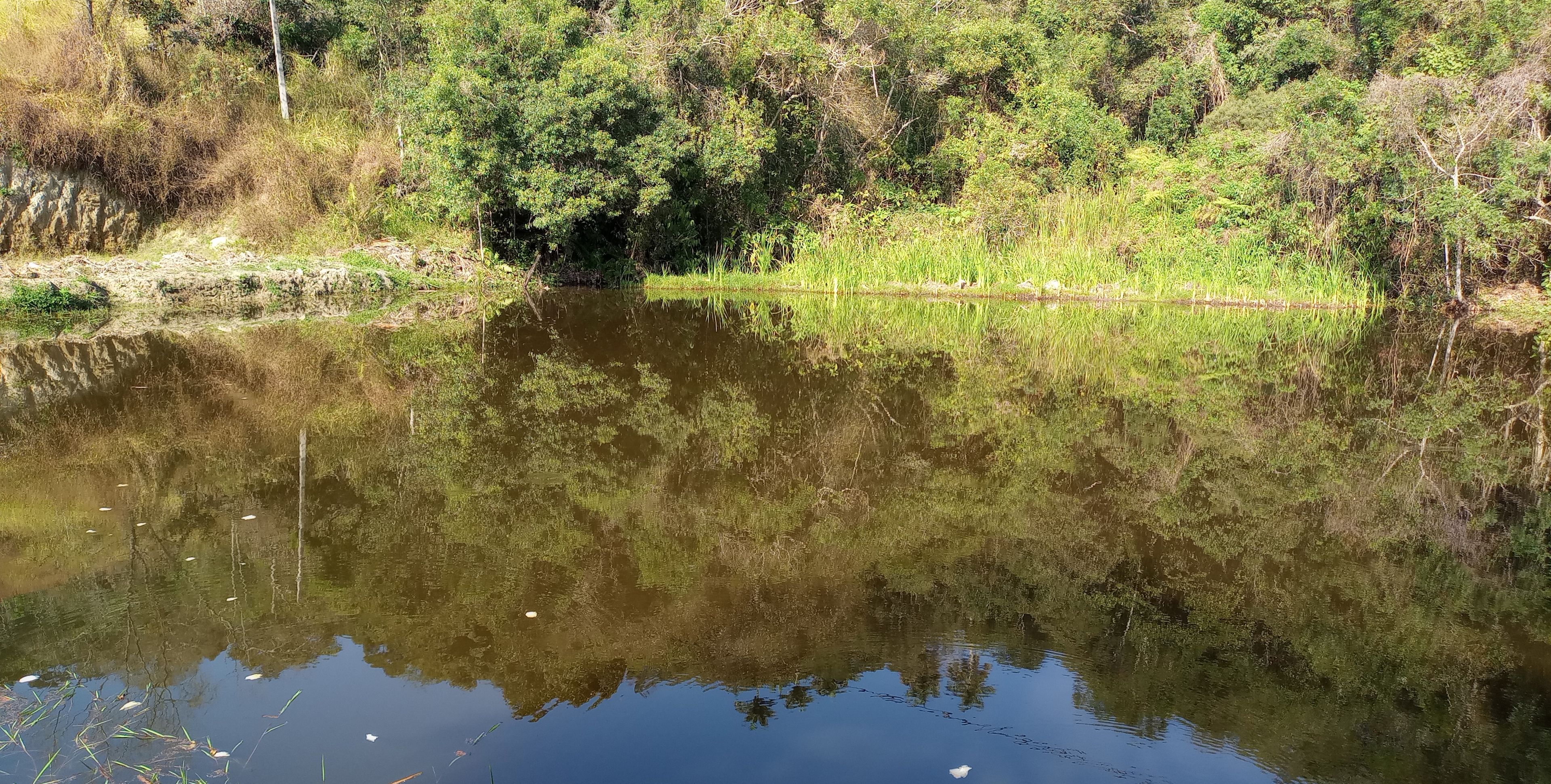 A calm river with dense greenery and trees reflecting in the water.