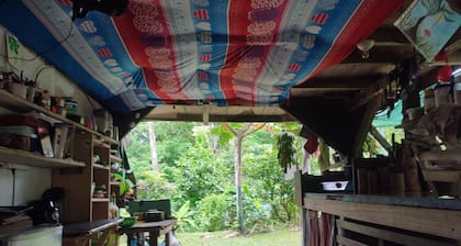 Jungle house