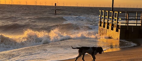 Una playa con olas, un perro y aerogeneradores al fondo.