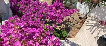 Welcomely - Celi Blu Apartments