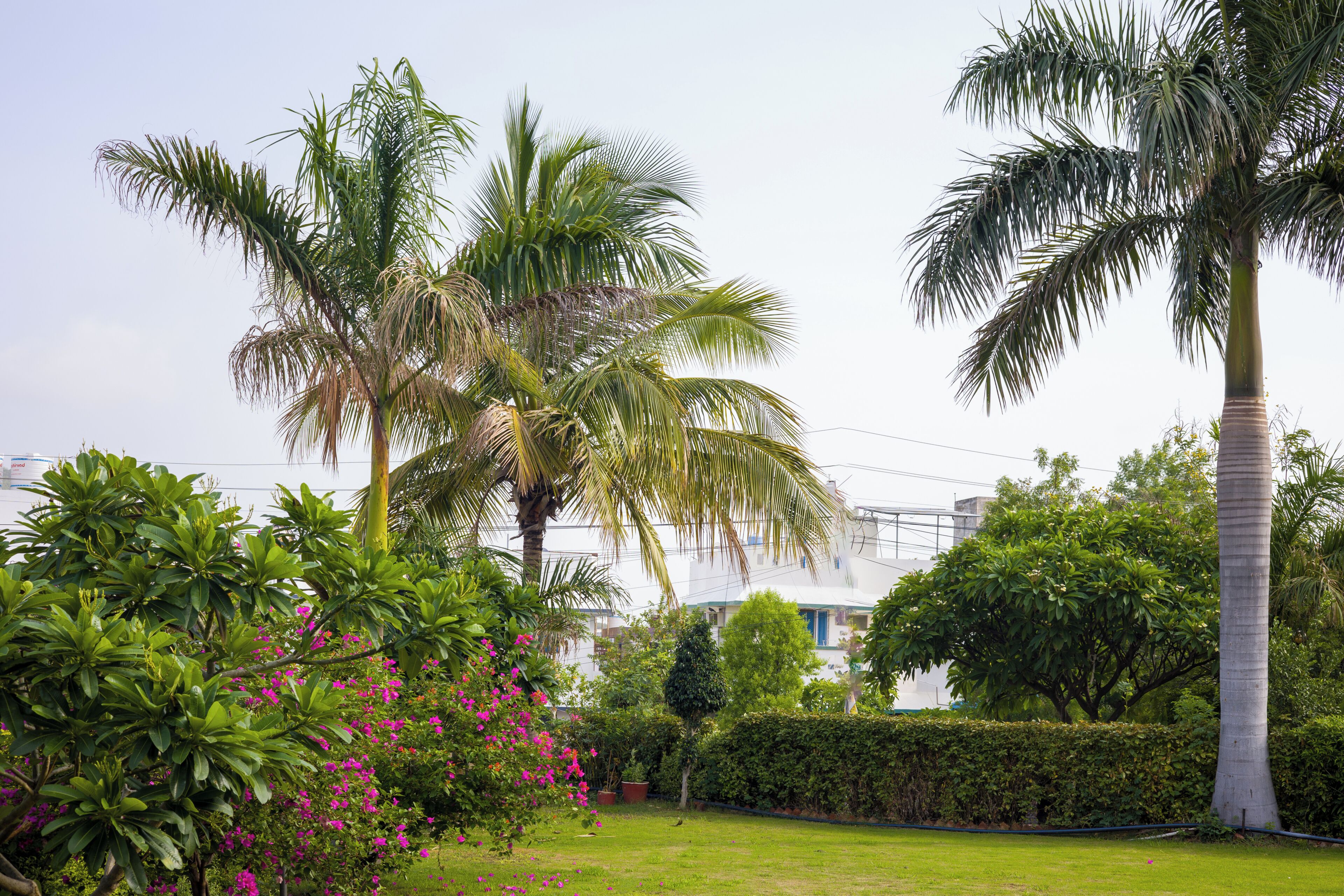 A lush garden with palm trees and flowering plants.