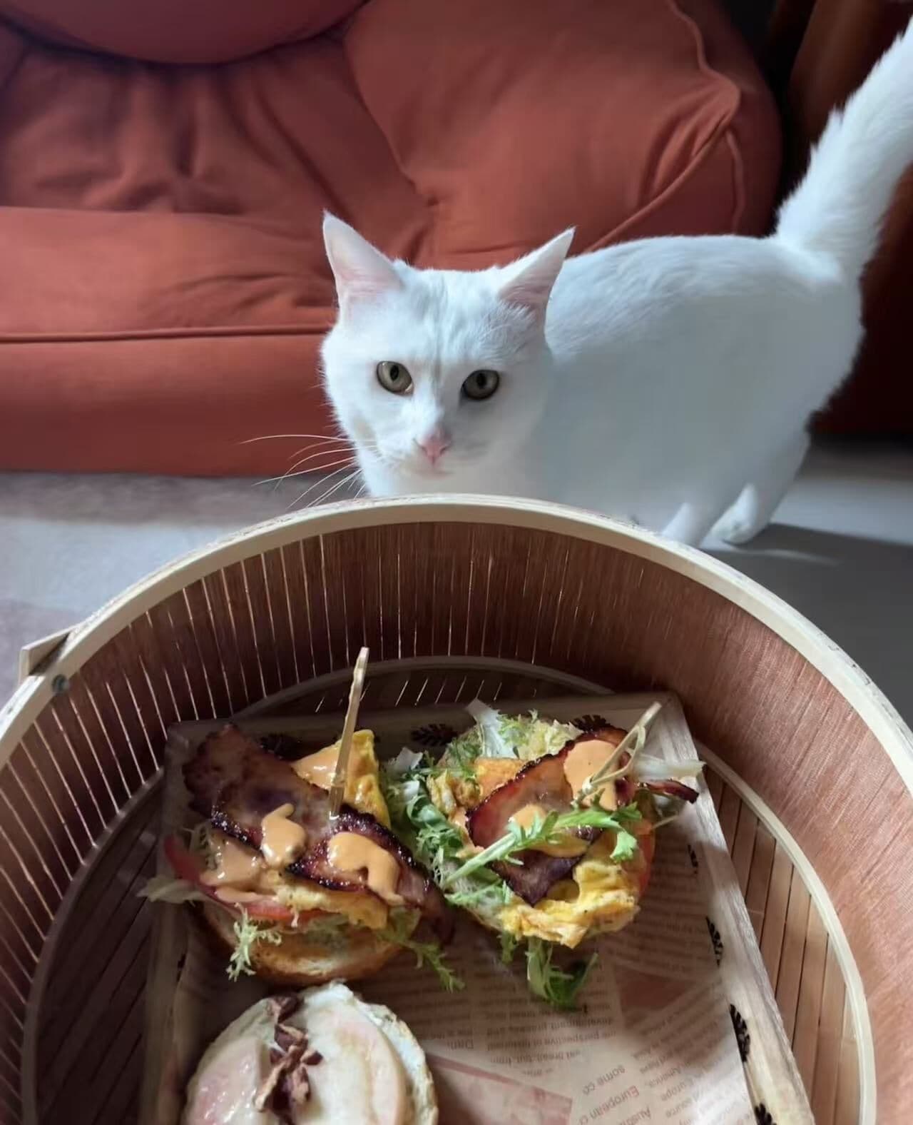 A white cat sitting behind a bamboo steamer containing food.