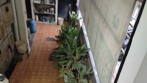 Una escala amb terra de rajola que condueix a una habitació amb paret de rajola i una planta en test a la girona.
