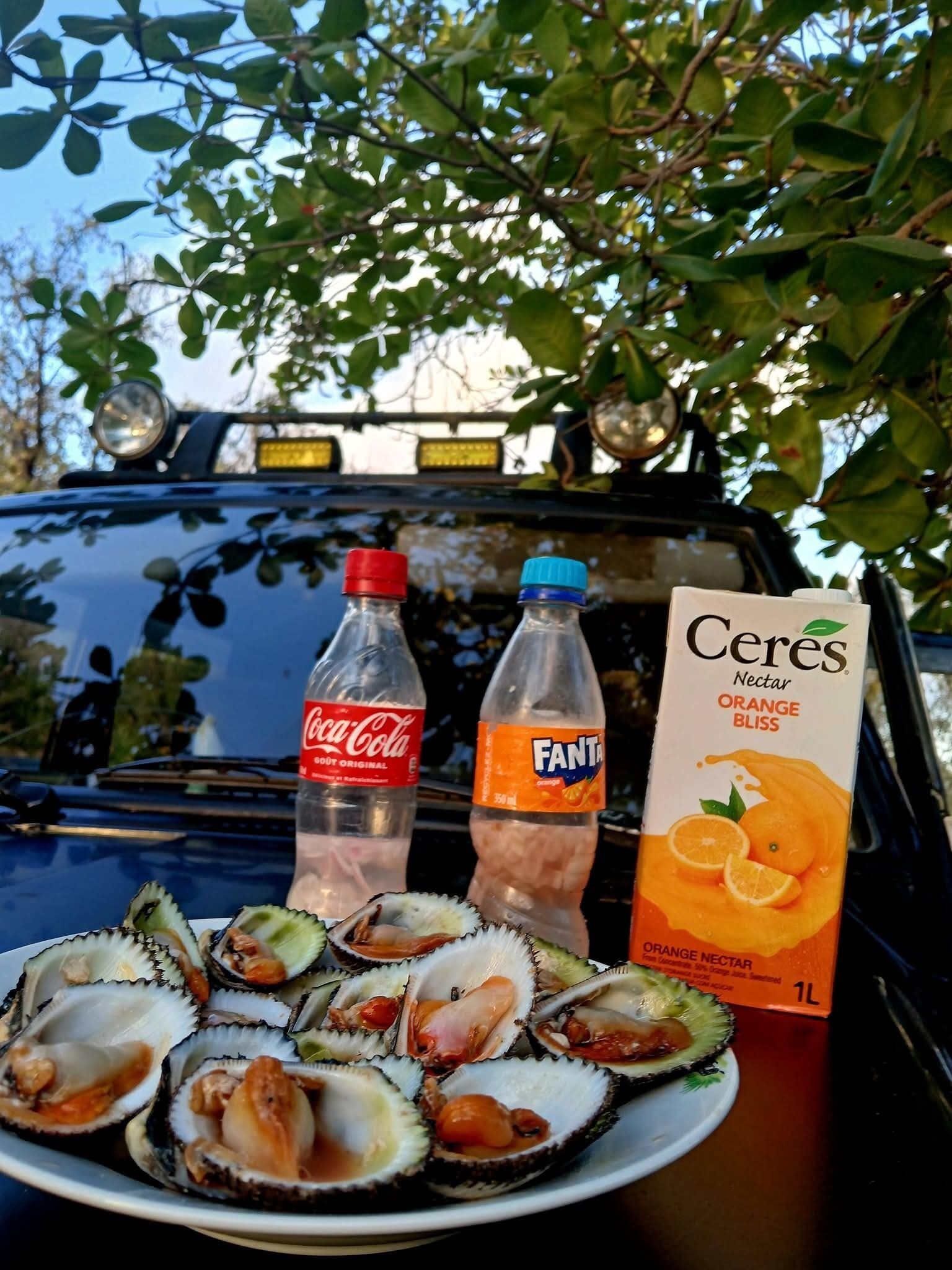 A vehicle's trunk filled with oysters, a Coca-Cola bottle, a Fantasia juice bottle, and a Ceres orange nectar carton.