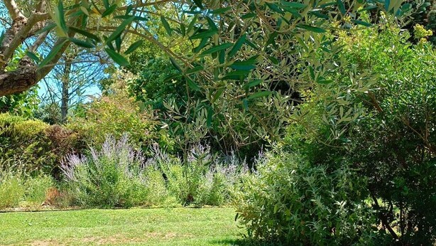 Un jardín con diversos árboles y arbustos, un área cubierta de césped y un cielo azul despejado.
