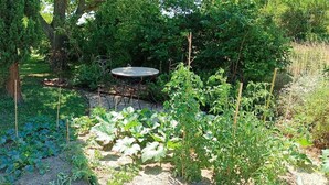 Un jardín con una mesa redonda y sillas, rodeado de diversas plantas y árboles.