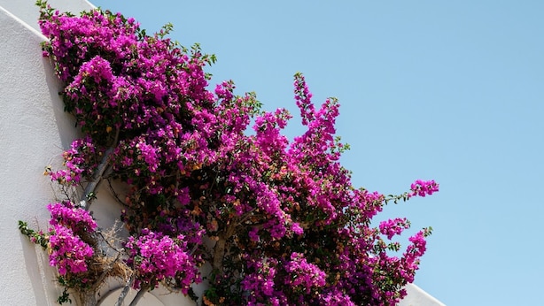 A white building with a pink flowering tree.