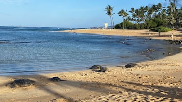 Plage à proximité, chaises longues, serviettes de plage