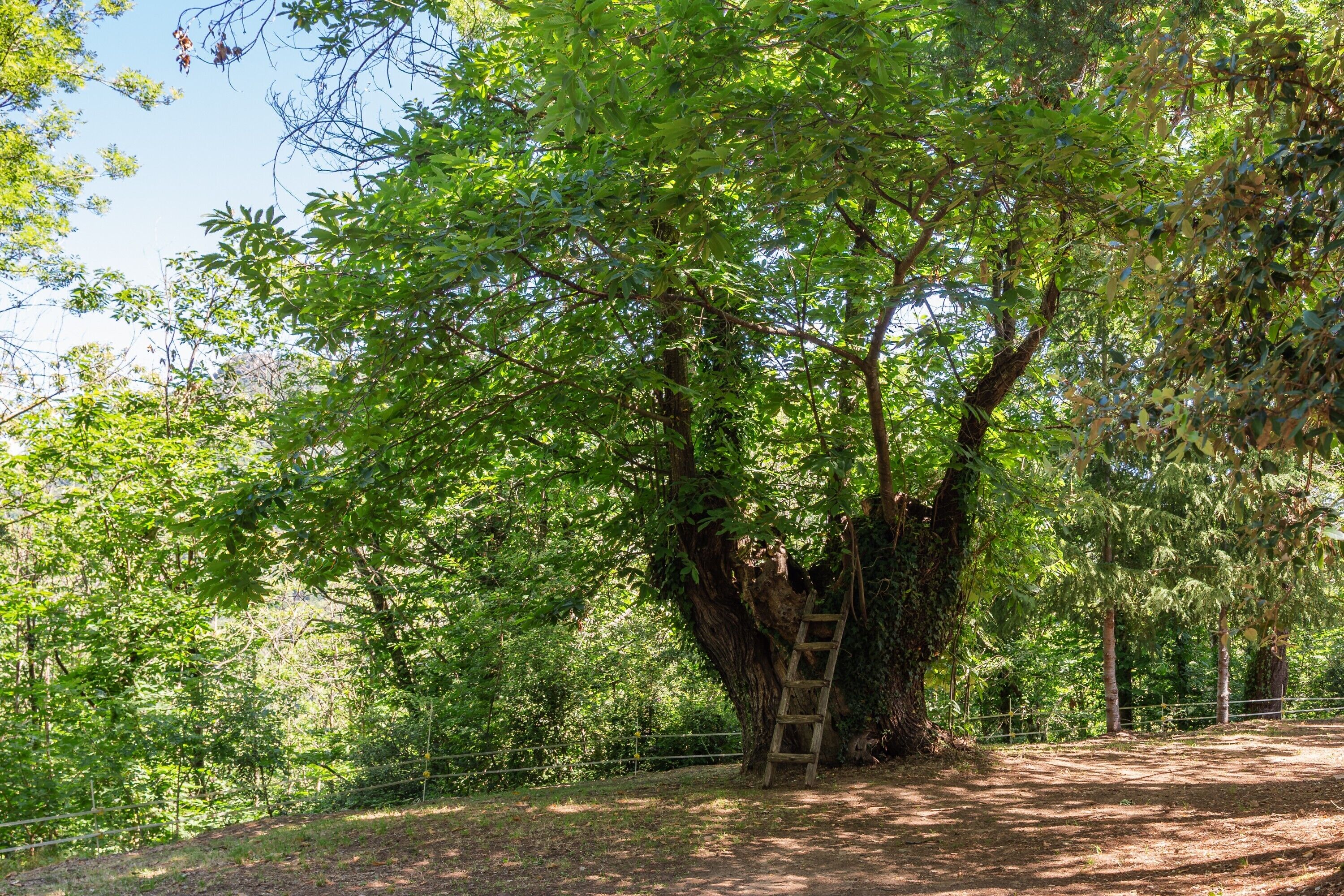 Un árbol con una escalera de madera.