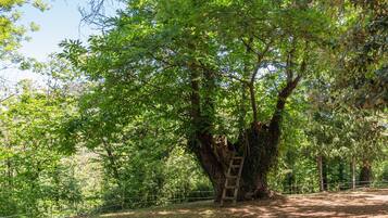 Un árbol con una escalera de madera.