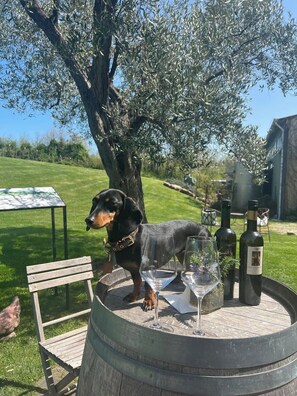 Villa, 3 Bedrooms, Private Pool | Outdoor dining - Luxury Authentic Private Villa With Private Swimming Pool (Montescudo)