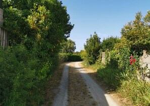 Un camino rural estrecho bordeado por una densa vegetación y un muro de piedra en un lado.