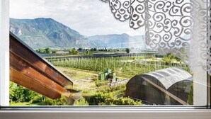 A window view of a vineyard with mountains in the background, a greenhouse, and a wooden structure.