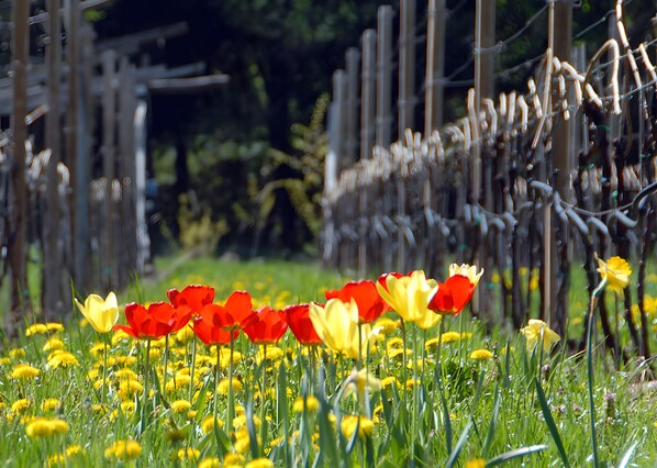 Parco della struttura