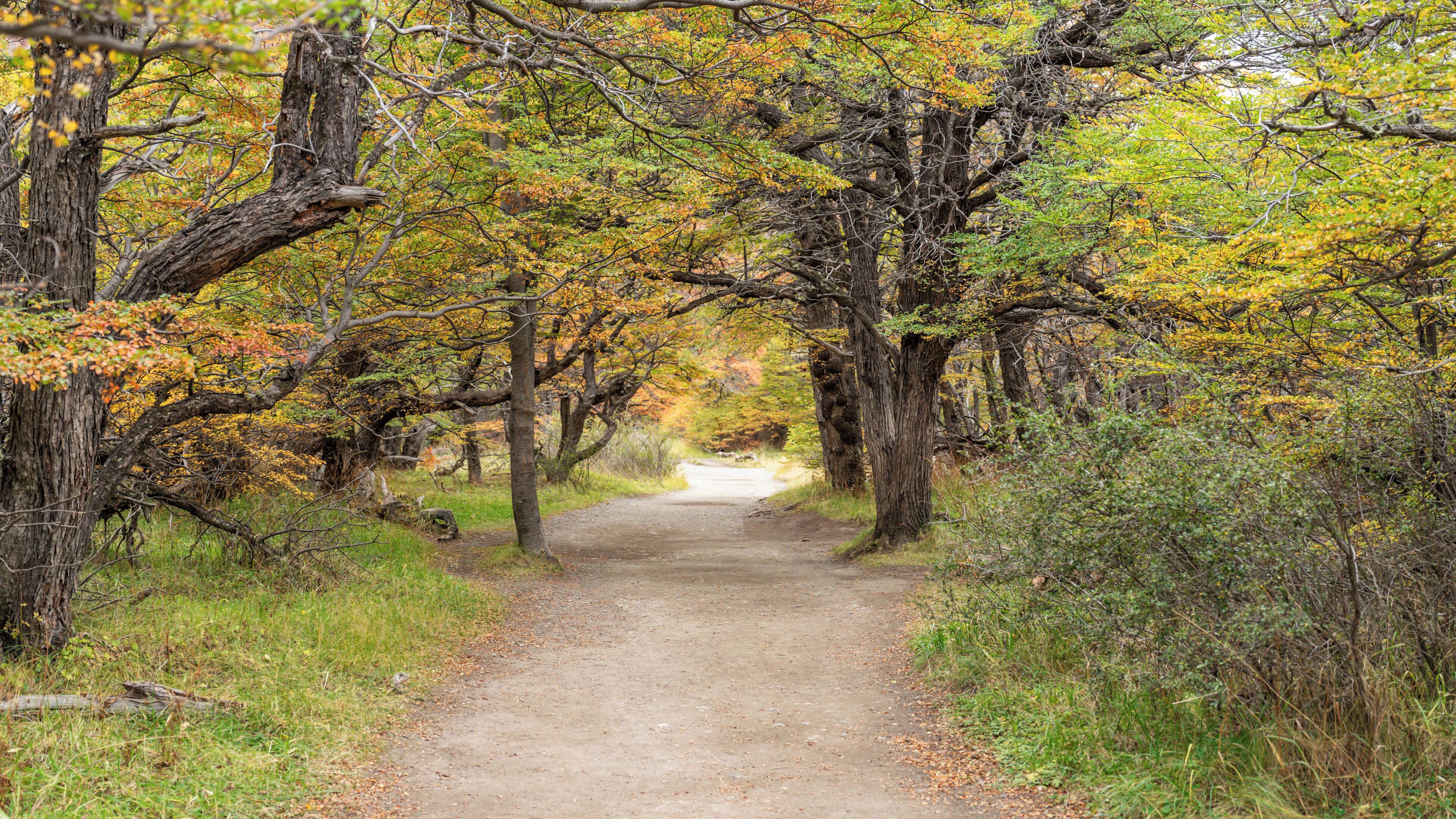 A dirt path flanked by trees with autumn foliage, leading to a distant point.