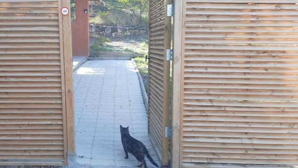 Une porte en bois avec une pancarte indiquant «Accès interdit», un chemin pavé et un chat qui le traverse.