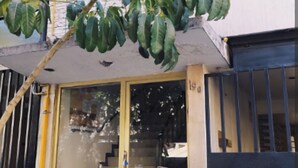 A building entrance with a glass door, a staircase leading inside, and a tree with green leaves in front. - Apartment in the south of the city with everything for the family and very close to everything. (Ciudad de México)