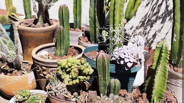 A variety of potted cacti and succulents arranged on a terrace with a concrete floor and a white wall in the background. - Apartment in the south of the city with everything for the family and very close to everything. (Ciudad de México)