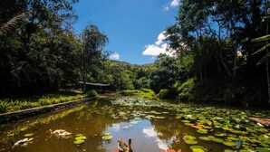 A serene pond with ducks and lily pads, surrounded by lush greenery and trees.