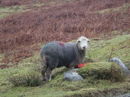 A sheep standing on a grassy field with rocks and sparse vegetation.
