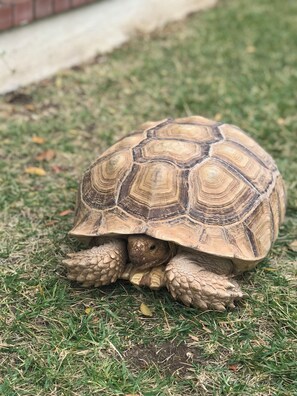Una tortuga sobre hierba.