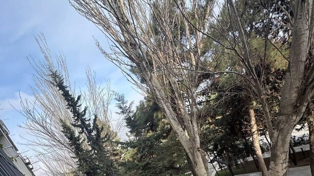 Een pad langs een rij bomen en een metalen hekwerk, dat leidt naar de ingang van een gebouw.