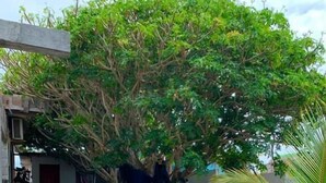 Um pátio com calçada pavimentada, plantas em vasos e pranchas de surf.
