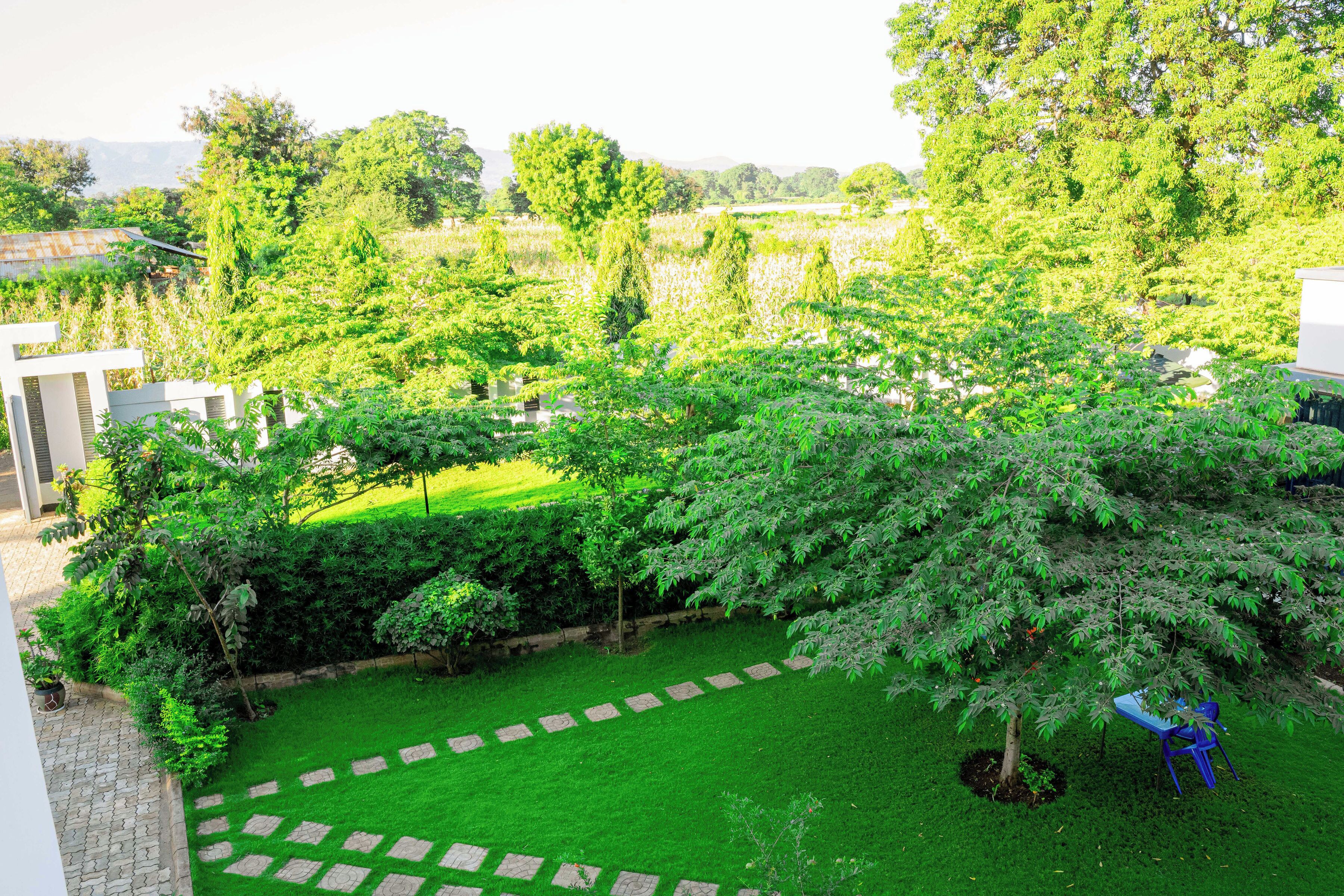 A garden with a paved path, a tree, and a blue chair.